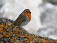 /album/roodborst/roodborst-erithacus-rubecula-eur-robin-petirrojo-m-jpg/
